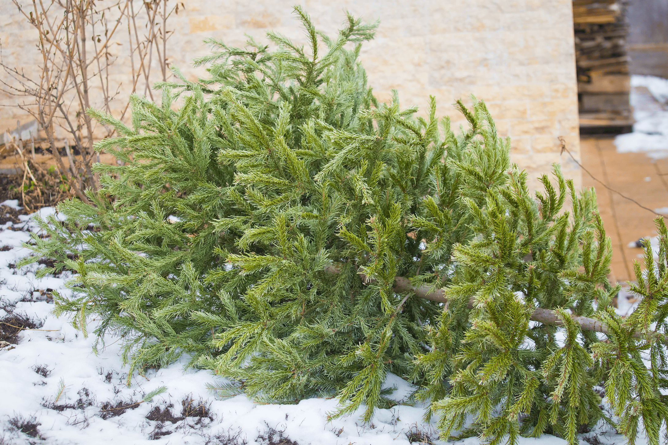 best christmas tree disposal